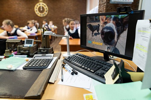 Добрые дела начинаются с QR-кода: гимназисты Новосибирска поддержали проект помощи бездомным животным «За живое»